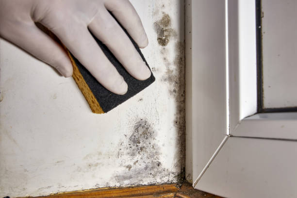 Best Post-Remediation Verification Testing  in Plainfield Village, CT